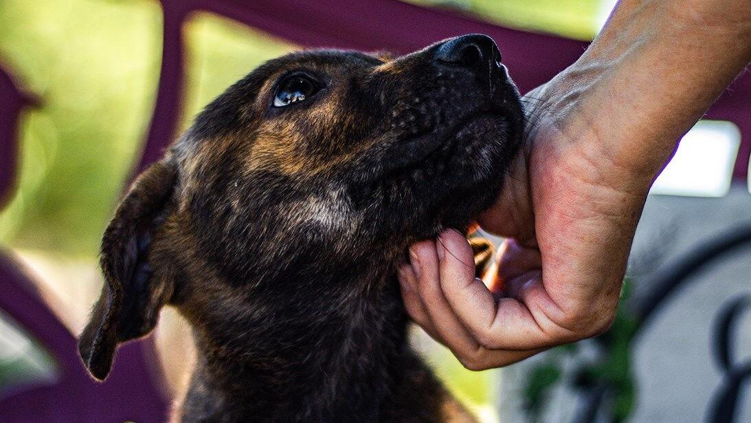 Brandywine Valley SPCA offers ‘Pick Your Price’ pet adoptions during National Adoption Week